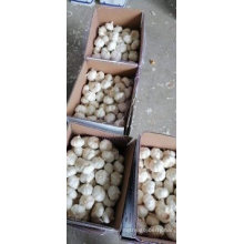 Fresh Pure White Garlic Red Garlic Chinese Supplier with Good Price